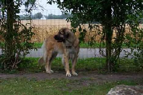 Leonberger Nahla - Åhhhh, hvor var jeg ung dengang .... billede 12