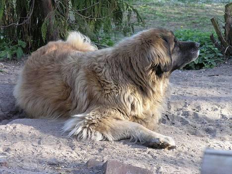 Leonberger Nahla - Uhmmmmmm, den sol er bare god. Og så dufter vejret så dejligt idag...... at ligge her ...... DET er livet. Nahla 8 år gammel. billede 13