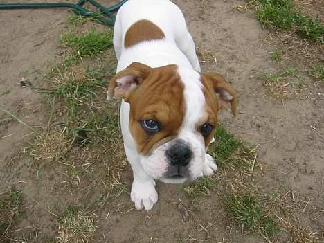 Amerikansk bulldog zeus - Her er Lola min nye lege kammerat, humm dejlig Engelsk Bulldog billede 10