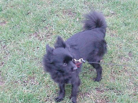 Pomeranian Chippo (R.I.P) billede 1