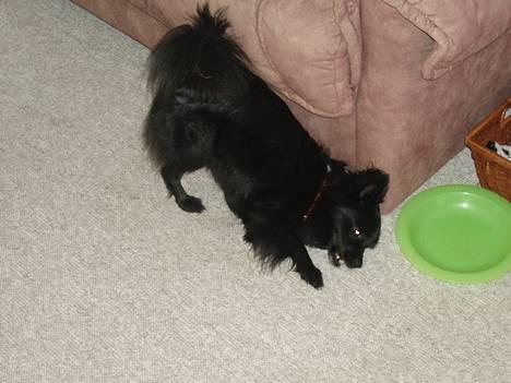 Pomeranian Chippo (R.I.P) billede 2