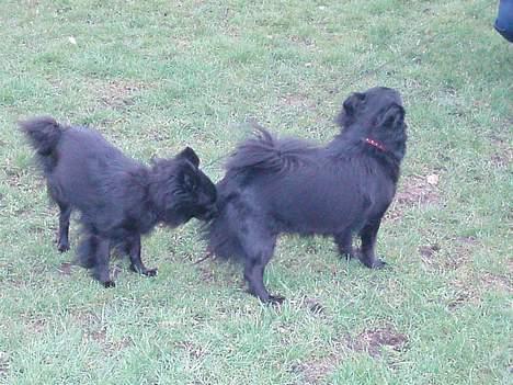 Pomeranian Chippo (R.I.P) billede 3