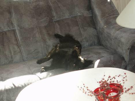 Pomeranian Chippo (R.I.P) billede 4