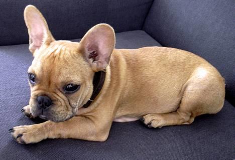 Fransk bulldog Carlos billede 10