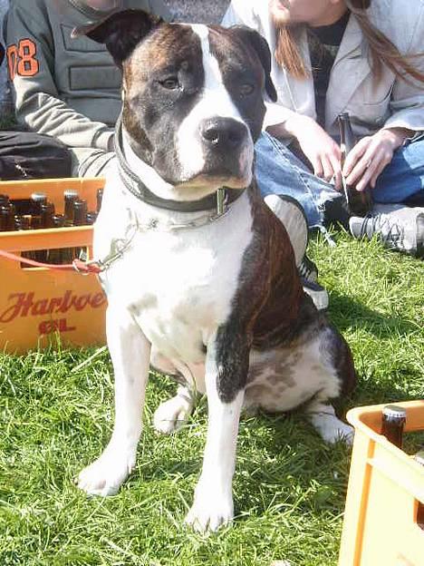 Blanding af racer Jack billede 1