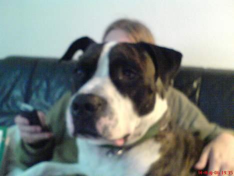 Blanding af racer Jack billede 2