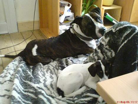 Blanding af racer Jack billede 3