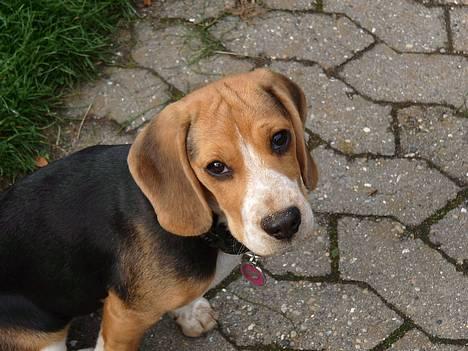 Beagle *  Princess Leika  * RIP - Hej mor, jeg kan da godt sidde pænt. billede 1