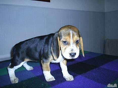 Beagle *  Princess Leika  * RIP - Kan I godt forstå mor "forelskede" sig i mig? Jeg er kun 7 uger. billede 2