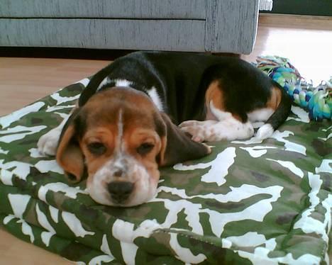 Beagle *  Princess Leika  * RIP - Jeg er jo rigtig sød... billede 3