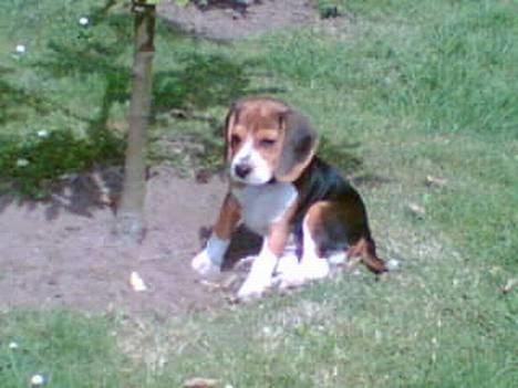 Beagle *  Princess Leika  * RIP - Hvad sker der? billede 4