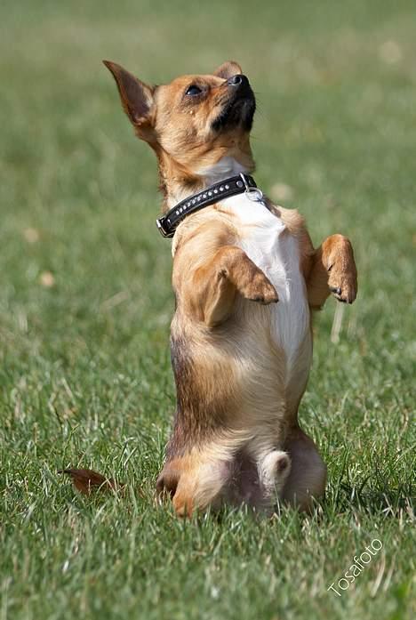 Chihuahua gizmo *rip* billede 7