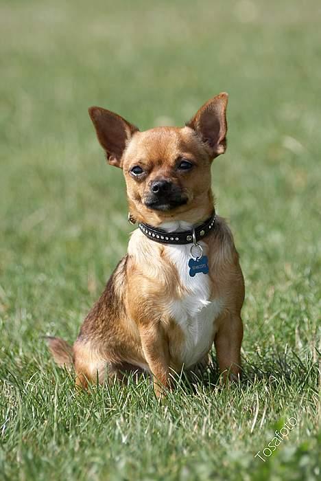 Chihuahua gizmo *rip* billede 8