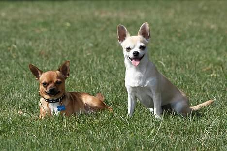 Chihuahua gizmo *rip* billede 9