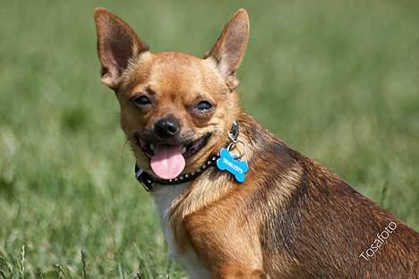 Chihuahua gizmo *rip* billede 10