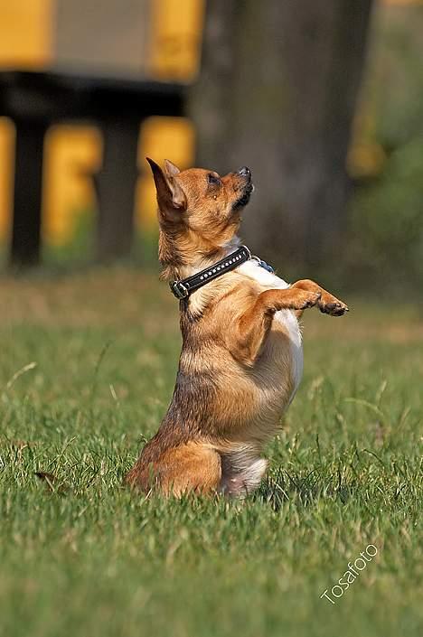 Chihuahua gizmo *rip* billede 11