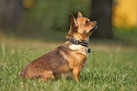 Chihuahua gizmo *rip* billede 12