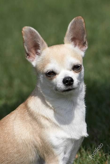 Chihuahua Tusse billede 11