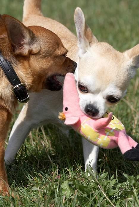 Chihuahua Tusse billede 12