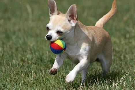 Chihuahua Tusse billede 13