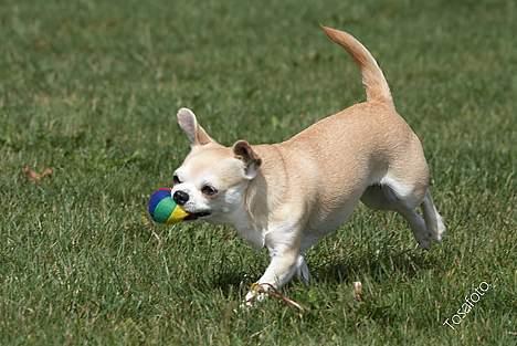 Chihuahua Tusse billede 14