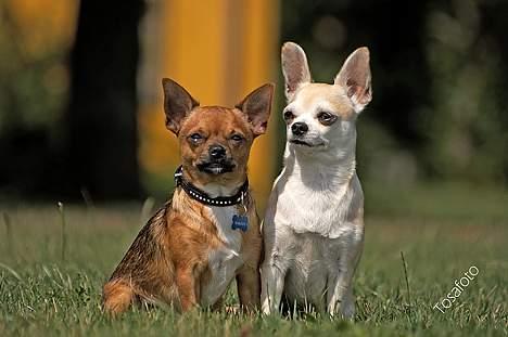 Chihuahua Tusse billede 15