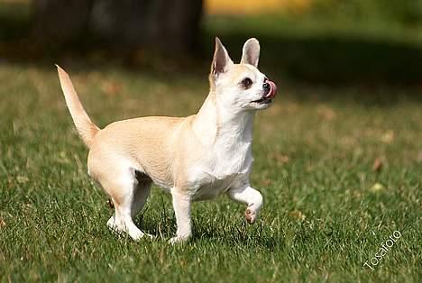 Chihuahua Tusse billede 16