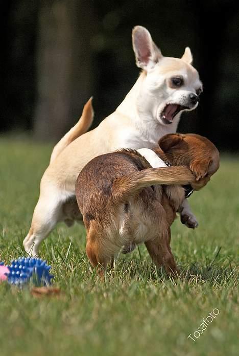 Chihuahua Tusse billede 17