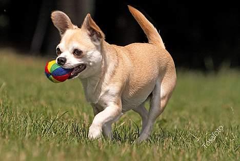 Chihuahua Tusse billede 18