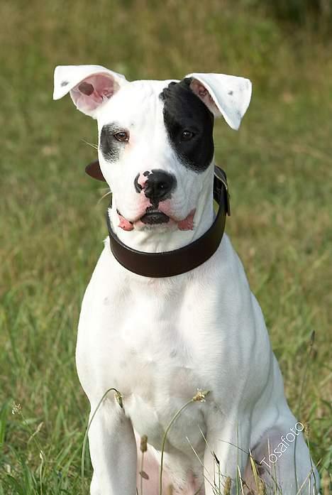 Amerikansk bulldog Balder billede 8