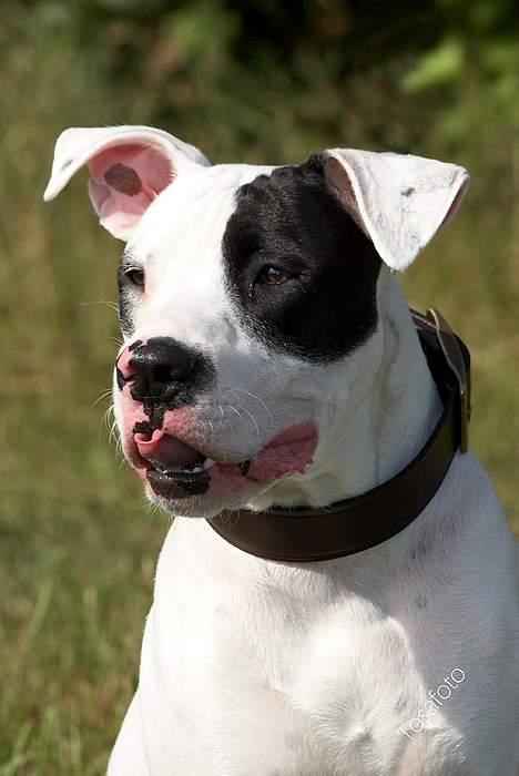 Amerikansk bulldog Balder billede 9