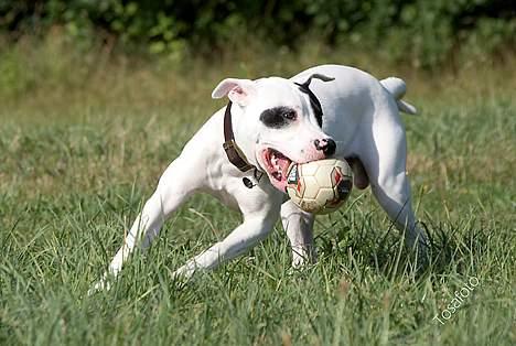 Amerikansk bulldog Balder billede 10