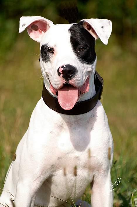 Amerikansk bulldog Balder billede 11