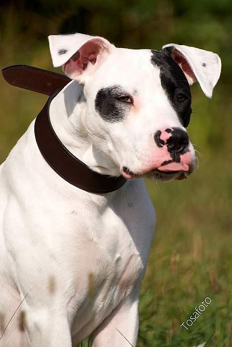 Amerikansk bulldog Balder billede 12