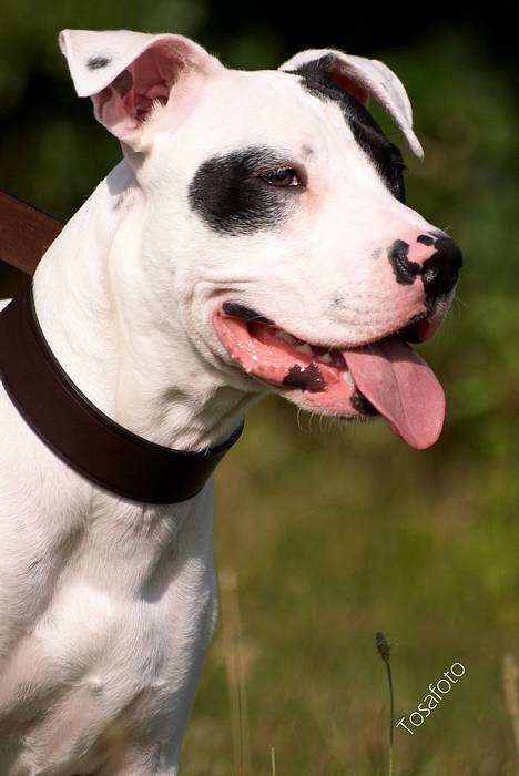 Amerikansk bulldog Balder billede 13