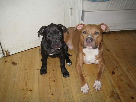 Amerikansk staffordshire terrier calle billede 14