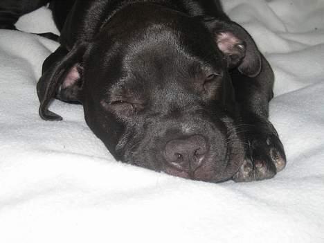 Amerikansk staffordshire terrier shila (Er i hundehimlen) billede 13