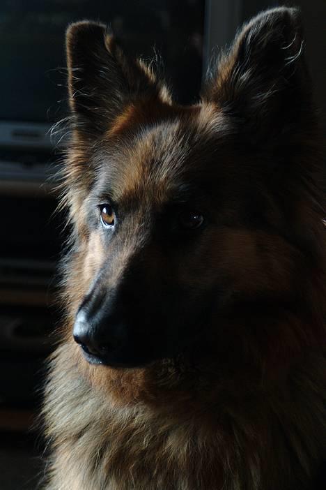 Schæferhund cassie  billede 1