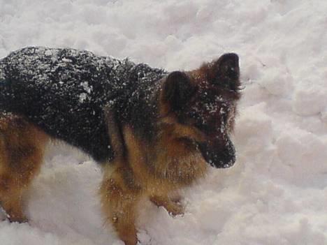 Schæferhund cassie  billede 2