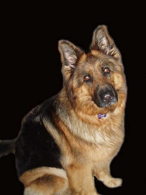 Schæferhund cassie  billede 3