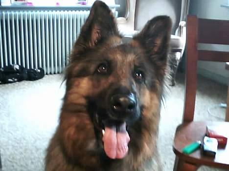 Schæferhund cassie  billede 4