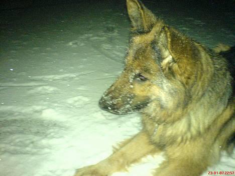 Schæferhund cassie  billede 5