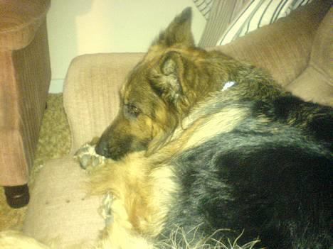 Schæferhund cassie  billede 6