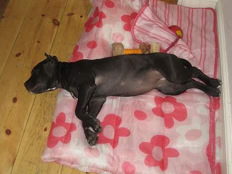 Amerikansk staffordshire terrier shila (Er i hundehimlen) billede 14