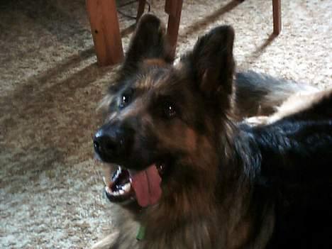 Schæferhund cassie  billede 7