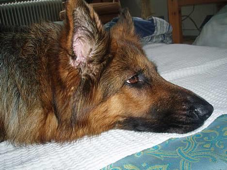 Schæferhund cassie  billede 8