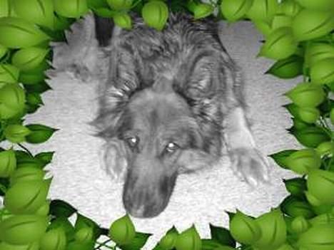 Schæferhund cassie  billede 9