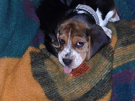 Beagle *  Princess Leika  * RIP - Hvad - ville du noget??? billede 6