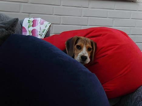 Beagle *  Princess Leika  * RIP - Hvem - mig?? billede 7