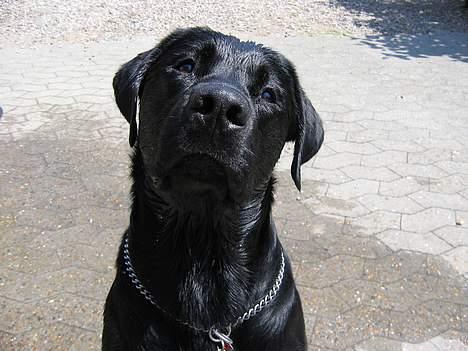 Labrador retriever Nemo billede 19
